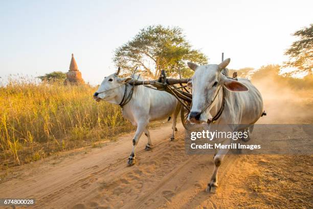 farmers near bagan - asian ox 個照片及圖片檔