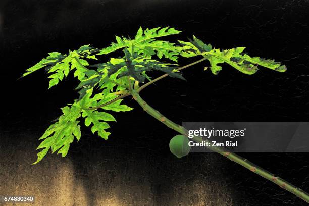 papaya tree with one fruit on black background - papaw, pawpaw, carica papaya - albero di papaya foto e immagini stock