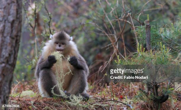 yunnan black snub-nosed monkey (rhinopithecus bieti) - yunnan snub nosed monkey stock-fotos und bilder