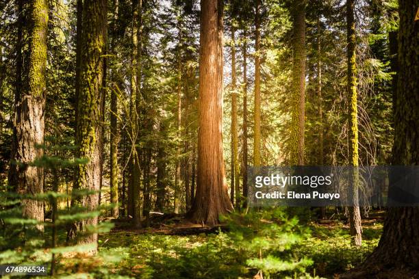 sequoia national park, california, usa - sequoia national park 個照片及圖片檔