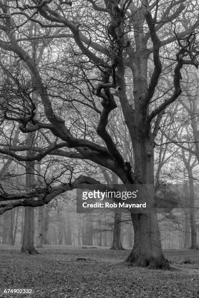 black and white of bare branch tree - zwart wit polaroids stockfoto's en -beelden