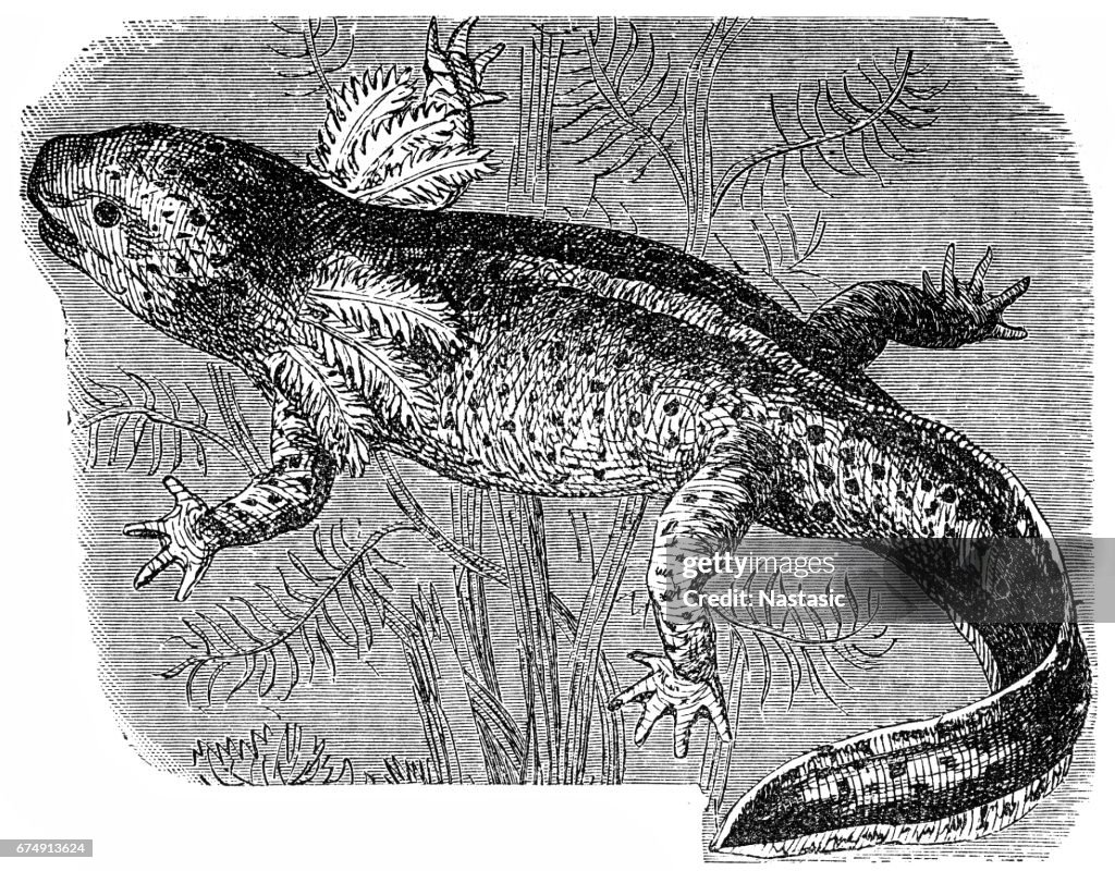 Axolotl or a Mexican walking fish or Mexican salamander (Ambystoma mexicanum)
