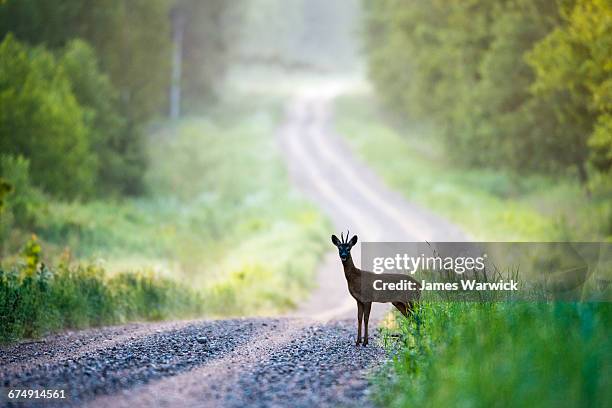 roebuck on forest track at dawn - reh stock-fotos und bilder