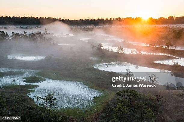 wetland habitat at sunrise - estonia bog stock pictures, royalty-free photos & images