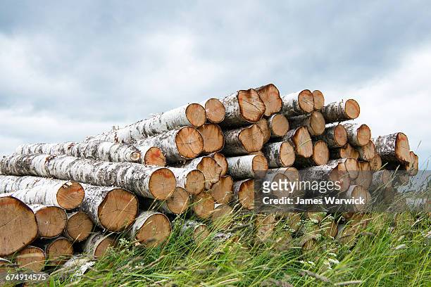 pile of silver birch logs - birch tree forest stock pictures, royalty-free photos & images