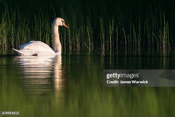 mute swan at edge of lake - mute swan foto e immagini stock