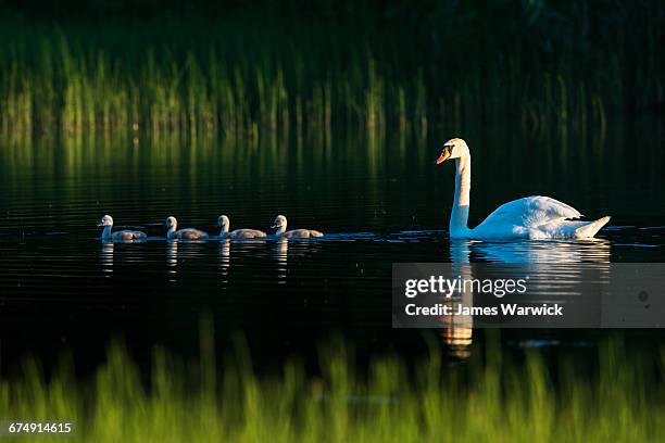 mute swan with cygnets at edge of lake - five animals stock pictures, royalty-free photos & images
