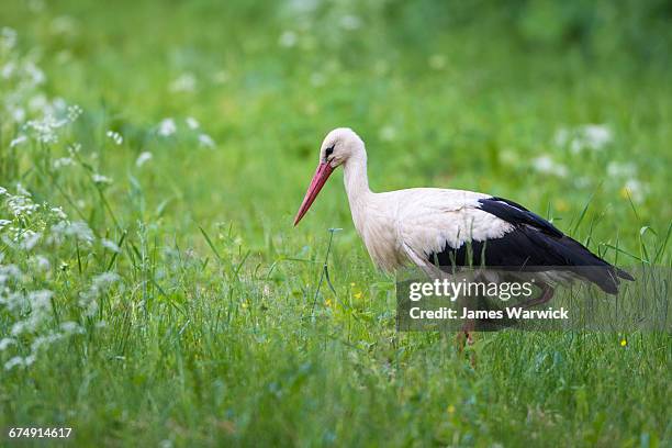 white stork in meadow - cegonha imagens e fotografias de stock