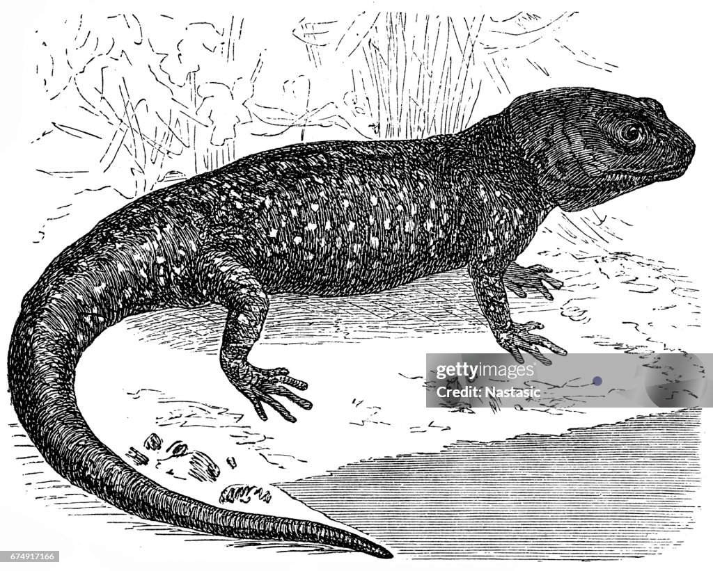 Axolotl or a Mexican walking fish or Mexican salamander (Ambystoma mexicanum)