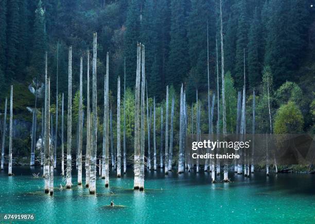 Lago Kaindy con abedules en la montaña Tien Shan, Akmaty, Kazajistán.