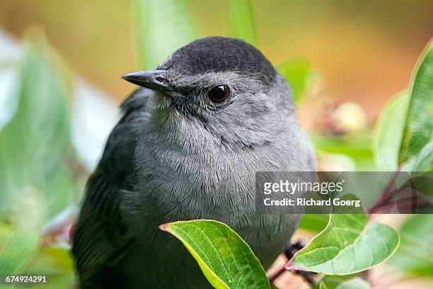 gray catbird, dumetella carolinensis - gray catbird stock pictures, royalty-free photos & images