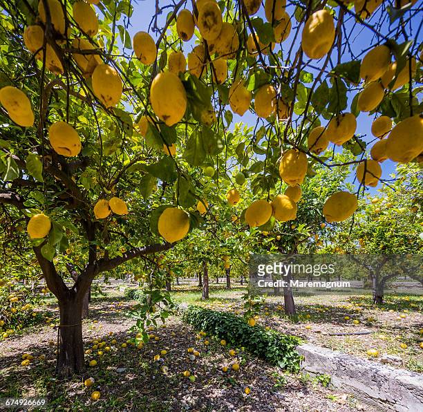lemon trees - citrus limon foto e immagini stock