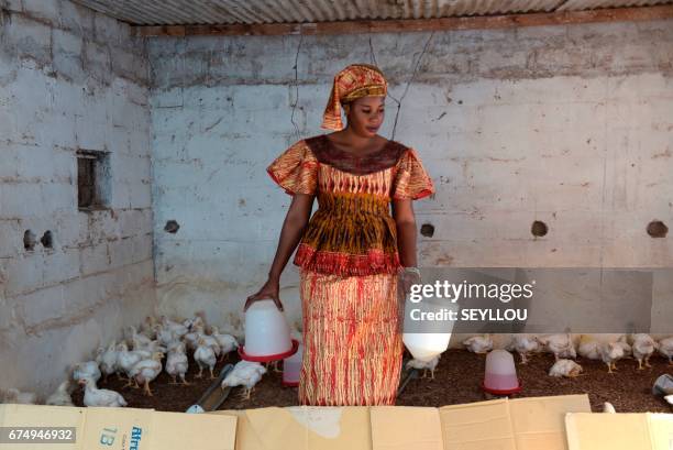 Fifty-year-old Senegalese Ndeye Khari Pouye, feeds her chickens on March 16 in Grand-Mbao, financed with the money she won in the "cagnotte de la...