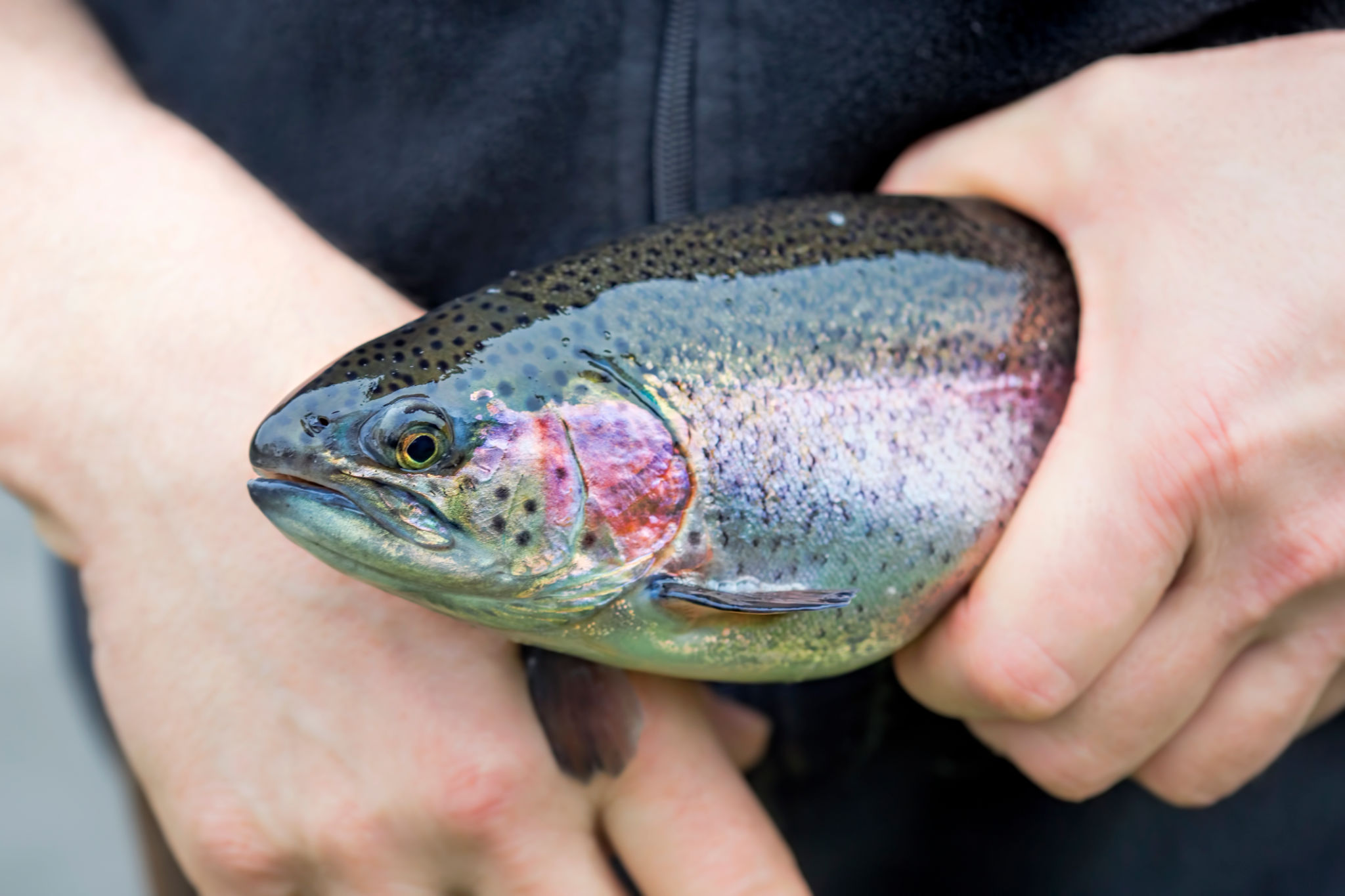 Male hands holding rainbow trout on the farm Male hands holding rainbow trout on the farm