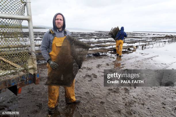 In this photograph taken on April 26 oyster farmer, Conall Lynch works at Culmore Point on Lough Foyle, at the border between Londonderry in Northern...