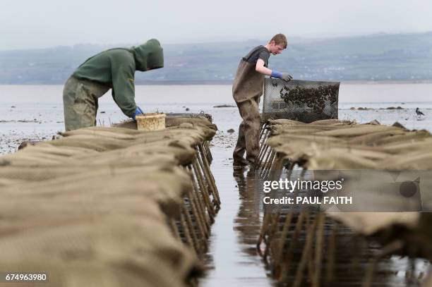 In this photograph taken on April 26 oyster farmers work their farm at Ture in Co Donegal on Lough Foyle on the border with Northern Ireland and...