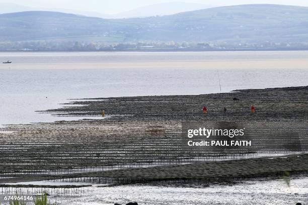 In this photograph taken on April 26 an oyster farm is pictured at Redcastle in Co Donegal on Lough Foyle, on the border with Northern Ireland and...