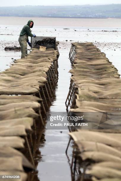 In this photograph taken on April 26 farmers work on an oyster farm at Ture in Co Donegal on Lough Foyle, on the border with Northern Ireland and...