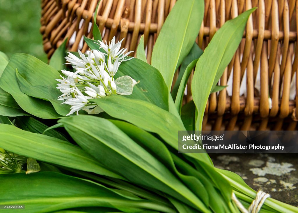 Foraging For Wild Garlic