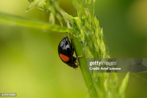 ladybug world - carmine persico foto e immagini stock