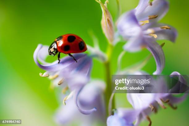 mariquita se sienta en una flor - insecto fotografías e imágenes de stock