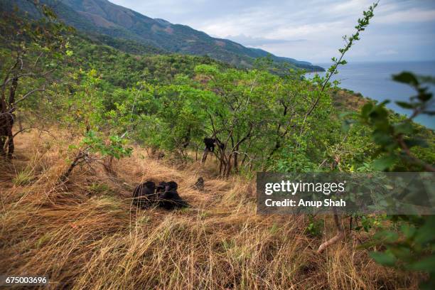 eastern chimpanzees in grassland overlooking lake tanganyika - tanganyikasjön bildbanksfoton och bilder