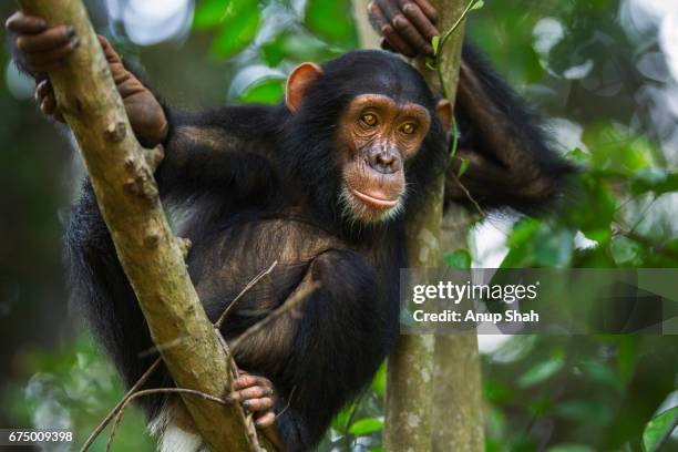 eastern chimpanzee infant female 'tabora' aged 5 years sitting in a  tree - chimpanzee stock-fotos und bilder