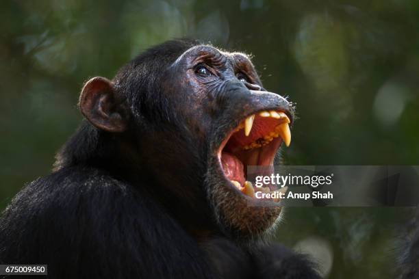 eastern chimpanzee male 'fudge' aged 15 years yawning - portrait - chimpanzee stock pictures, royalty-free photos & images