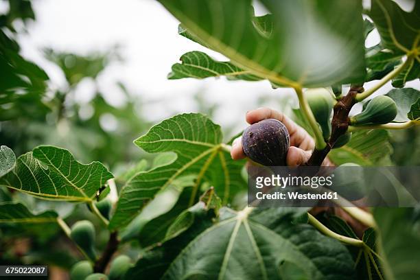 man's hand picking fig from tree - fig tree fotografías e imágenes de stock