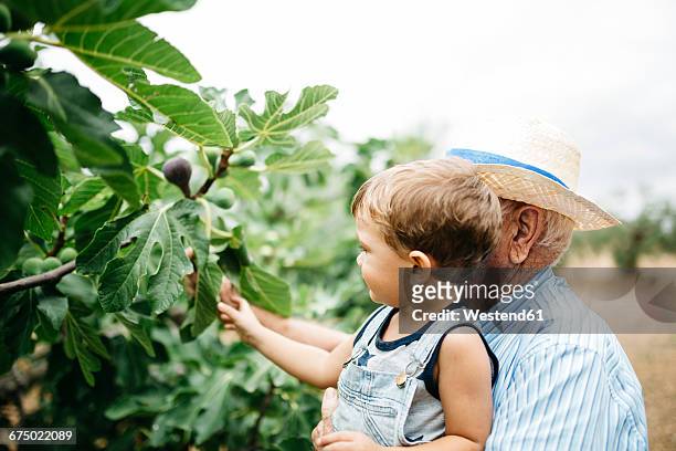 senior man picking figs with his great-grandson - fig tree - fotografias e filmes do acervo