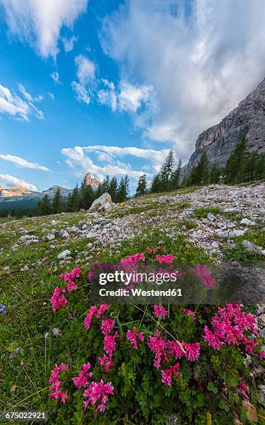 italy, veneto, dolomites, flowers blooming and peak becco di mezzodi - becco stock-fotos und bilder