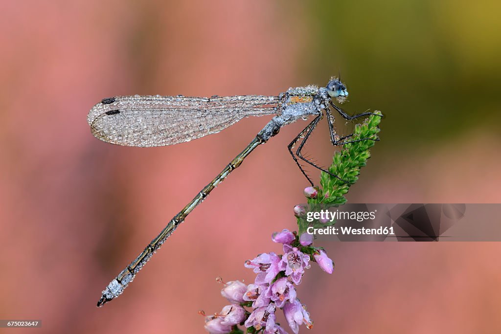 Emerald Damselfly on blossom