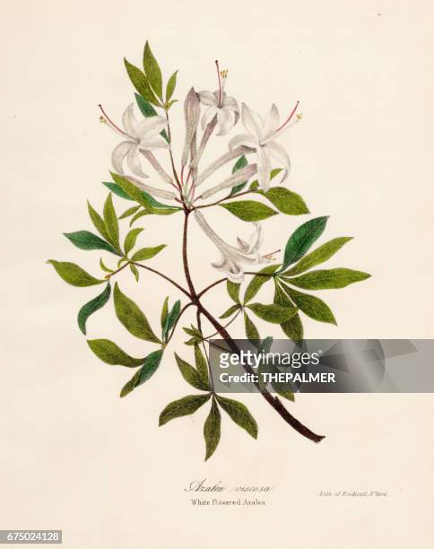 illustrazioni stock, clip art, cartoni animati e icone di tendenza di incisione botanica azalea del 1843 - azalea