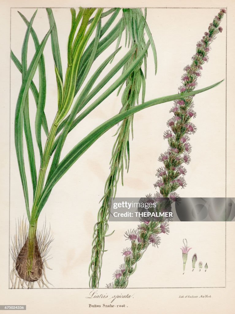 Button snakeroot botanical engraving 1843
