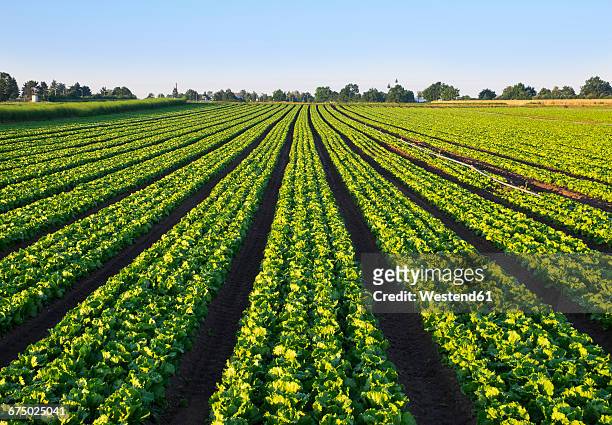 lettuce field - plantación fotografías e imágenes de stock