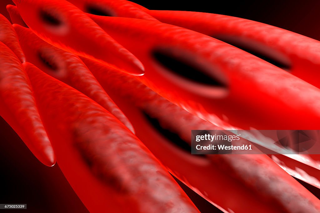 3D rendered illustration of a non-striated myocyte, smooth muscle cell