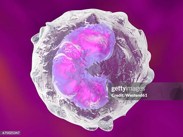 Api Monocyte What Is A Monocyte Photos and Premium High Res Pictures - Getty Images