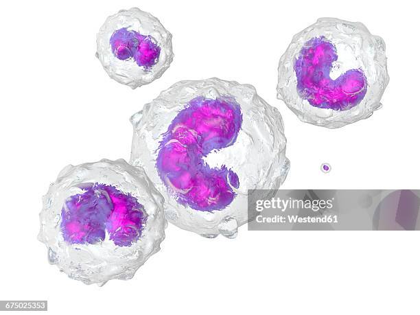 monocytes, 3d rendered illustration - monozyt stock-grafiken, -clipart, -cartoons und -symbole