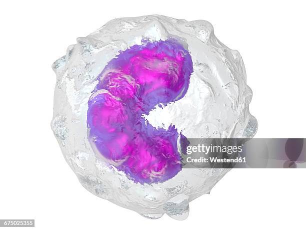 Api Monocyte What Is A Monocyte Photos and Premium High Res Pictures - Getty Images