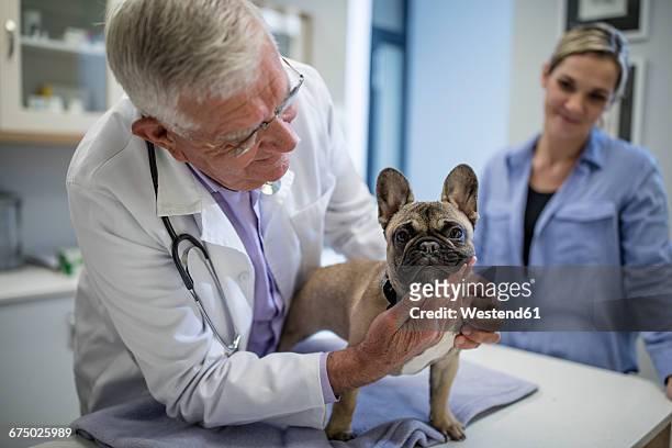 veterinarian examining french bulldog - veterinary surgery fotografías e imágenes de stock