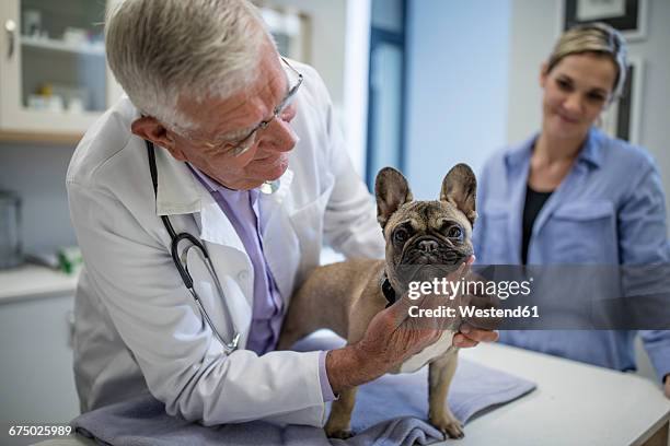 veterinarian examining french bulldog - veterinario imagens e fotografias de stock