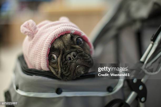 french bulldog in pram with pink cap - kinderwagen stockfoto's en -beelden