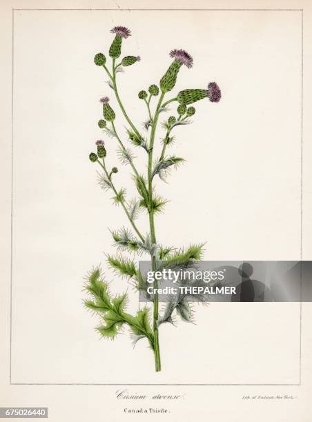canada thistle botanical engraving 1843 - thistle stock illustrations