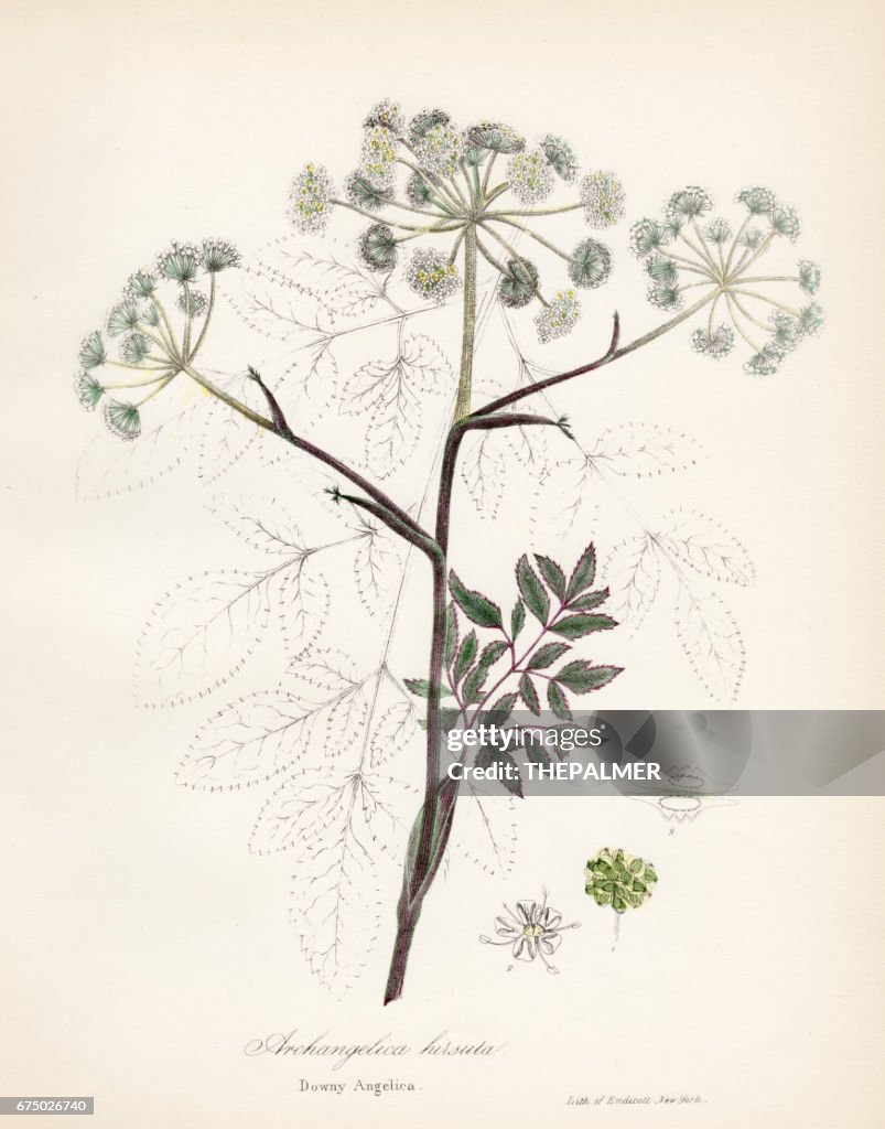 Downy Angelica botanical engraving 1843