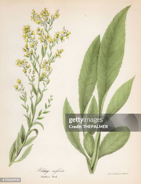 stockillustraties, clipart, cartoons en iconen met guldenroede botanische gravure van 1843 - goldenrod