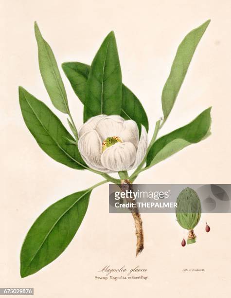 ilustraciones, imágenes clip art, dibujos animados e iconos de stock de botánico de la planta de magnolia grabado de 1843 - reino vegetal