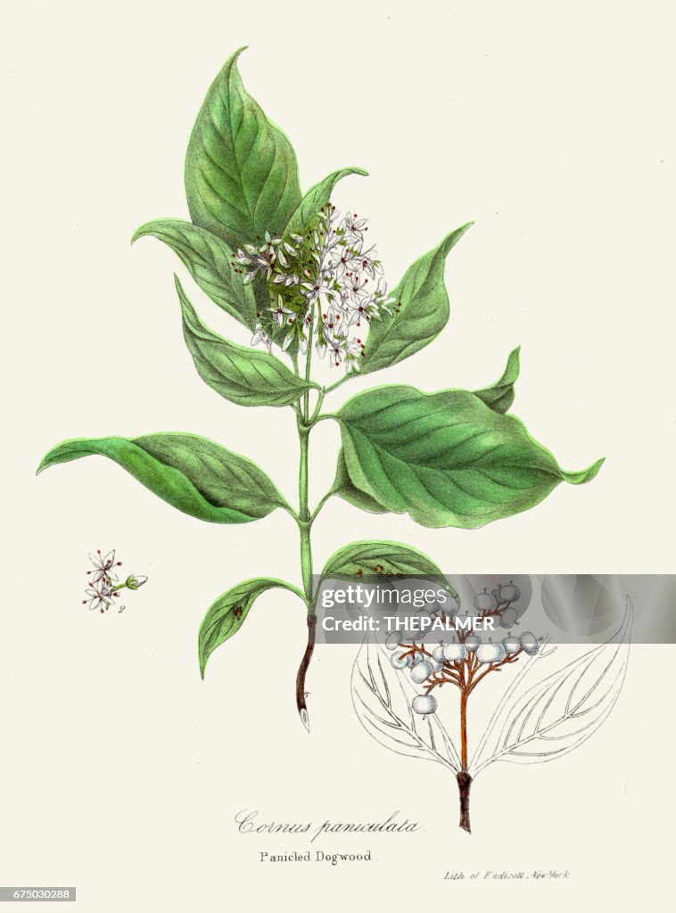 Panicled Dogwood botanical engraving 1843