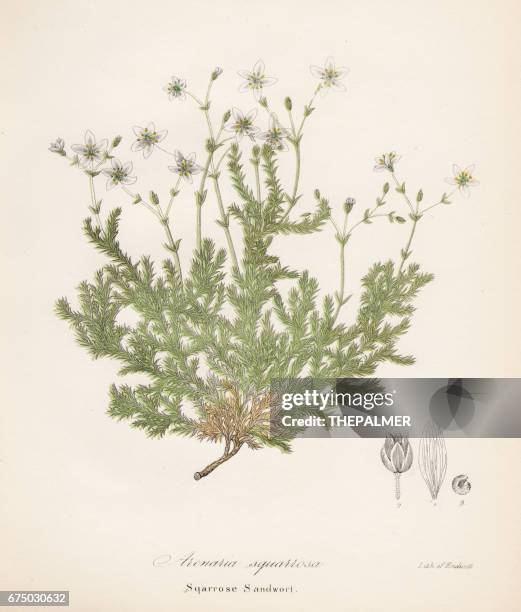 sandwort werk botanischen gravur 1843 - sandwort stock-grafiken, -clipart, -cartoons und -symbole