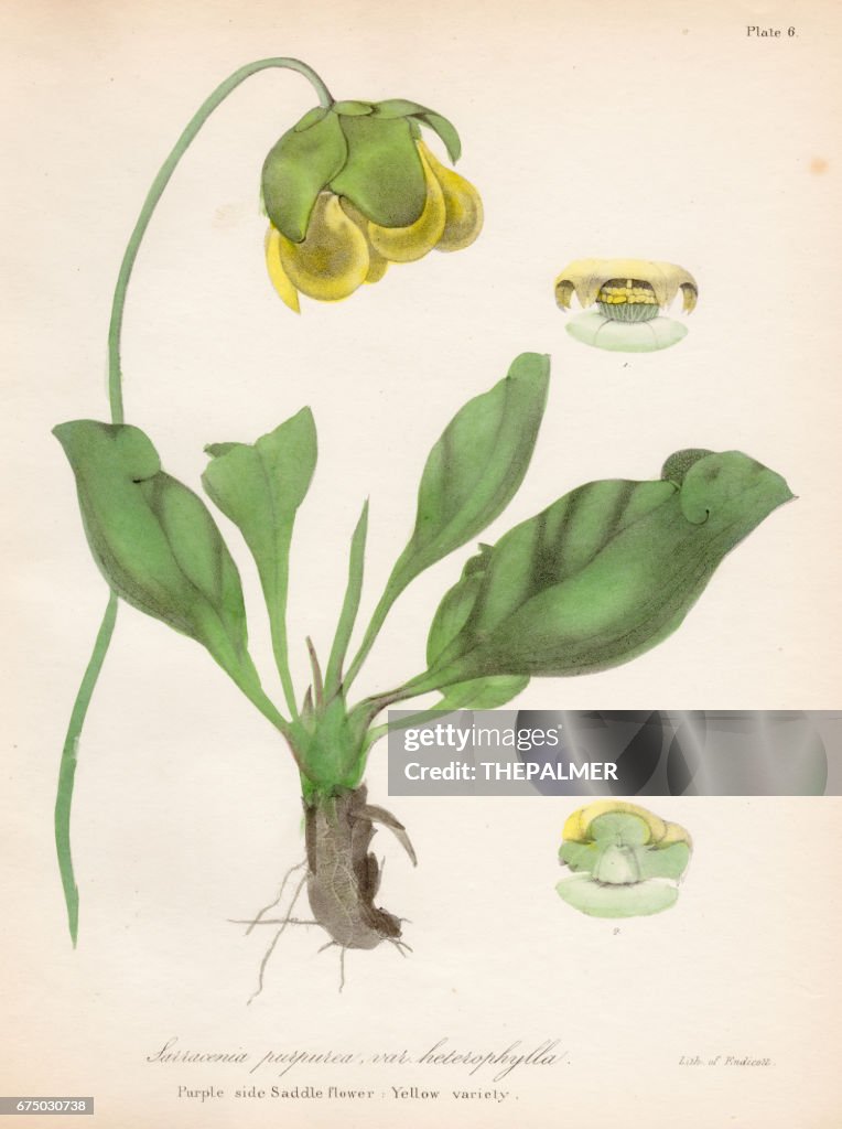 Side-saddle flower botanical engraving 1843