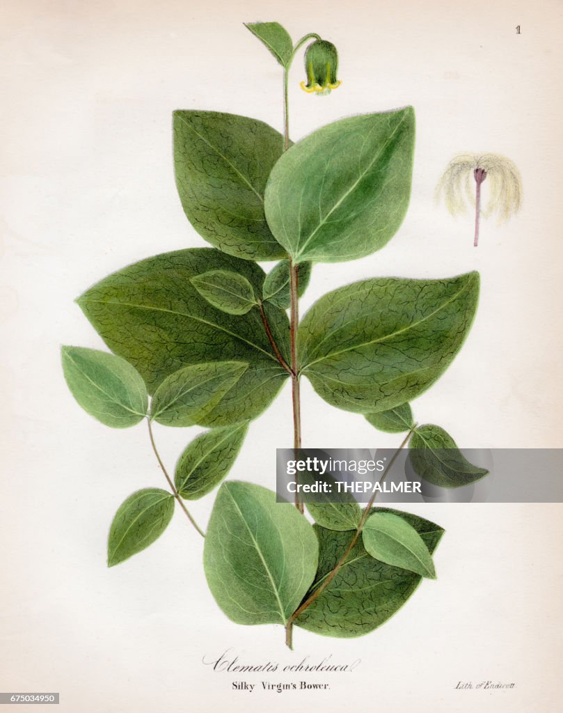 Silky virgin bower botanical engraving 1843